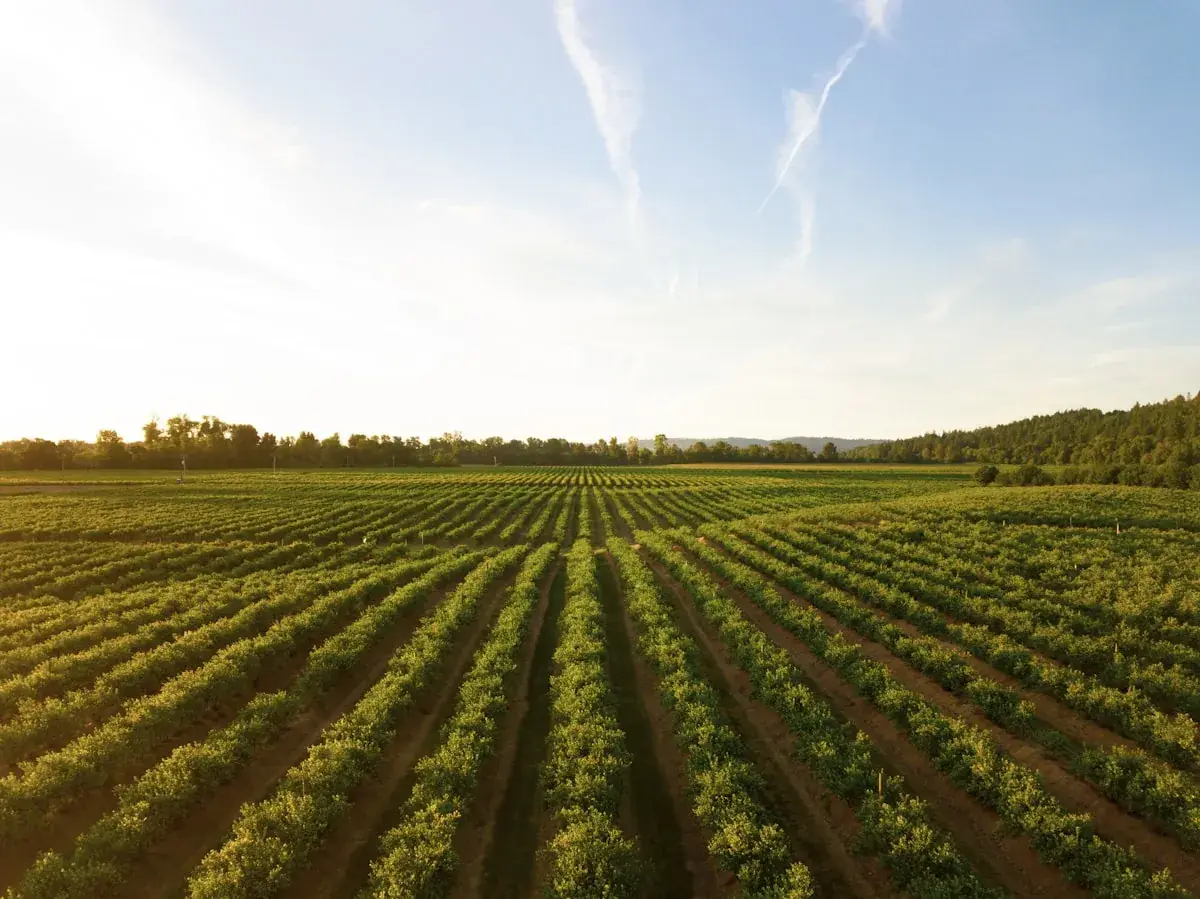 Rows of crops stretching toward the horizon